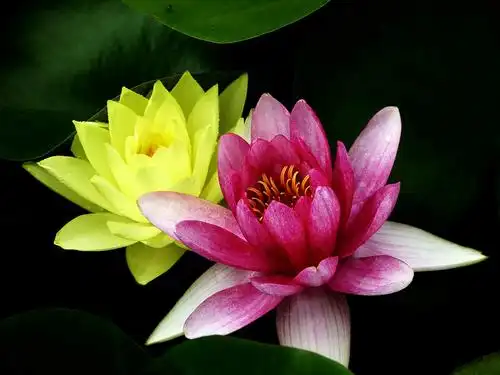 其它 赏荷 写美篇  我喜欢莲花胜过荷,喜欢莲洁身自爱的品格;身处逆境