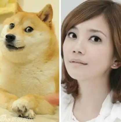 近日,有网友贴出一张梁静茹与doge神态神似的照片立刻在微博疯传,更有