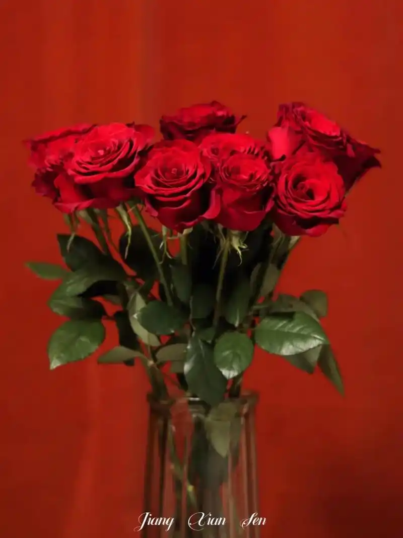 高级感满满的高原红玫瑰