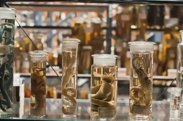 什么是福尔马林?其用途有哪些_生活常识_中睿百科网