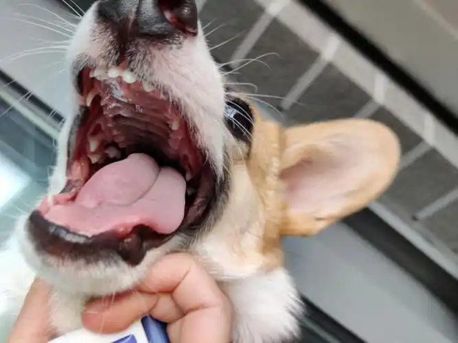 牙齿都掉了还没心没肺的玩98 #柯基日常  感觉不到疼的