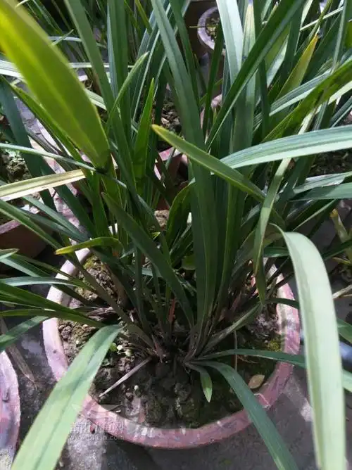 收购几盆大满盆的普通兰花