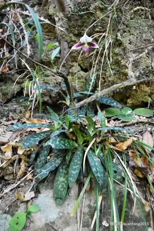 潮汕地区最珍稀野生兰科植物之一紫纹兜兰