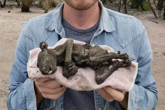 打败三十多万人拿下全球最爽工作这位小哥被人骂上热搜