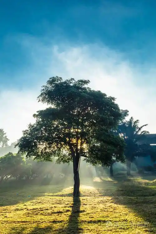 日出时穿过树木的光照片-正版商用图片0txq8p-摄图新视界