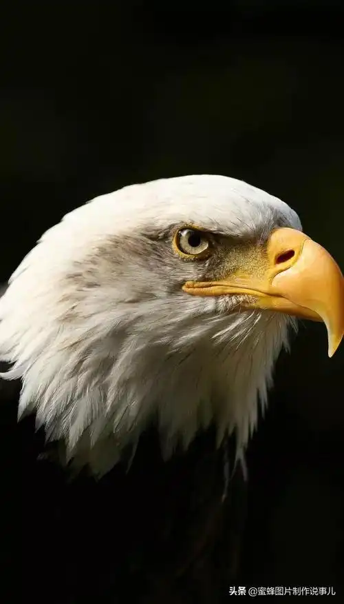 有关雏鹰的名言关于雄鹰的励志名言或对联