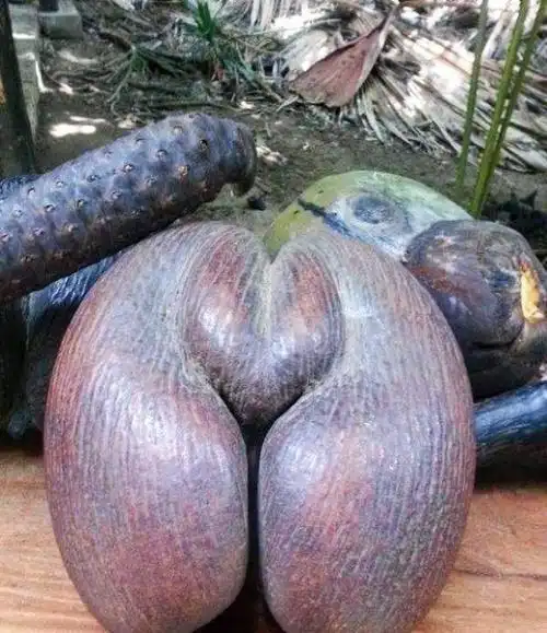 4月发文:世界上奇葩的水果,很多人都闻所未闻