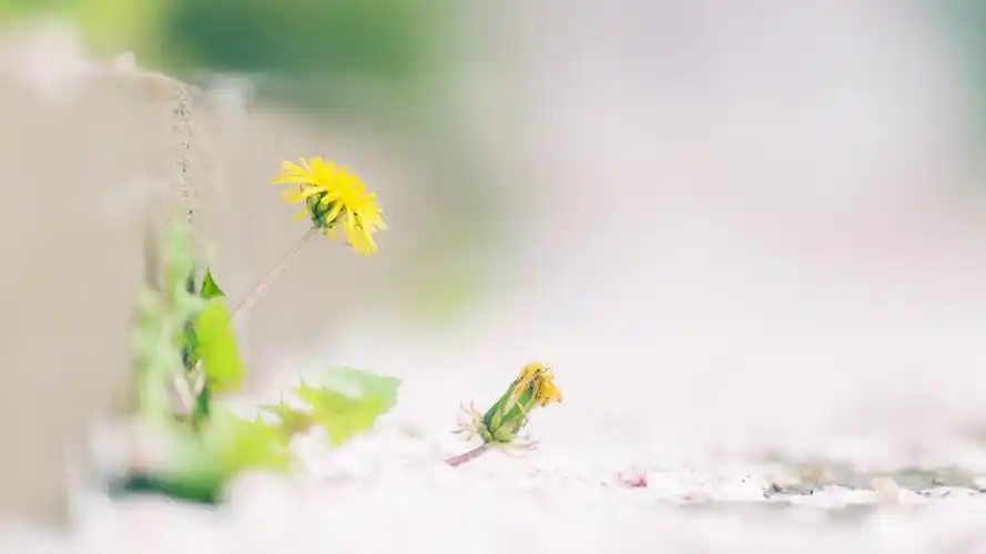 小清新简约植物风景唯美高清壁纸.美桌网专注于电脑,手机桌面壁纸,免