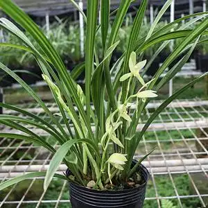 兰花苗 金丝马尾爪 名贵正品特级金边建兰四季兰室内花卉盆栽好养
