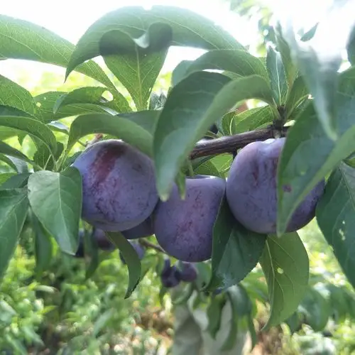 现在四川的新品种李子凤凰李口感怎么样?