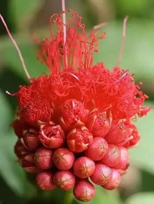 从未见过的万世奇花终于开花啦!惨遭世人哄抢,实在太漂亮了,人见人爱!