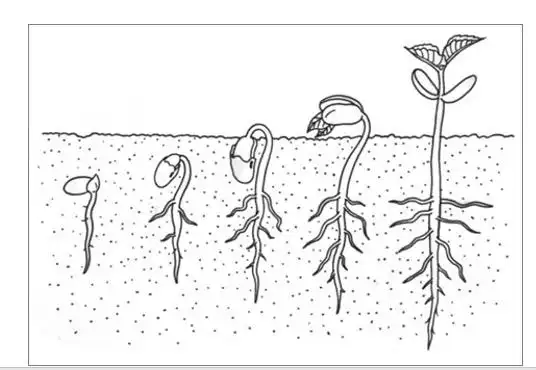 种子变化的过程.