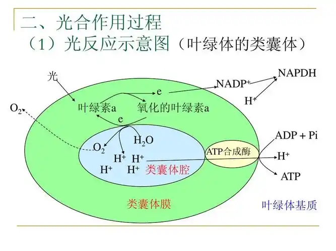 光合作用过程2(复习 新)答案ppt