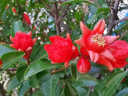 火红耀眼的石榴花,好好漂亮. - 美篇