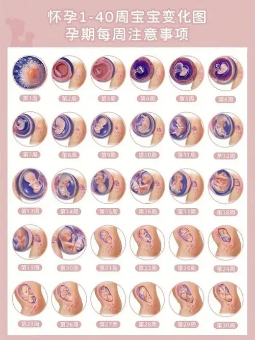 我很高兴成为你的妈妈,怀孕1-40周宝宝变化图(母婴小知识3)