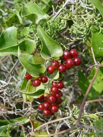 smilax perfoliata