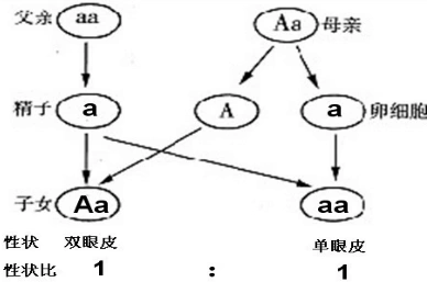 如图的遗传图解中,双眼皮基因用"a"表示,单眼皮基因用"a"表示.