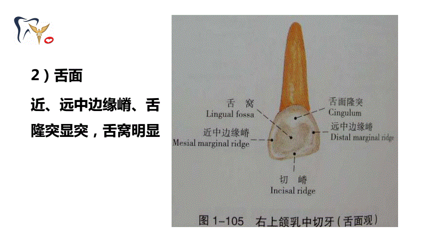 34乳切牙组病理生理学.pdf 24页