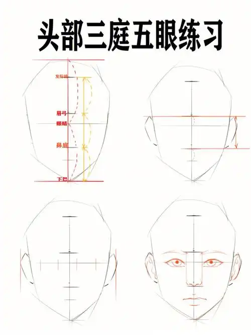 零基础学插画头部练习三庭五眼