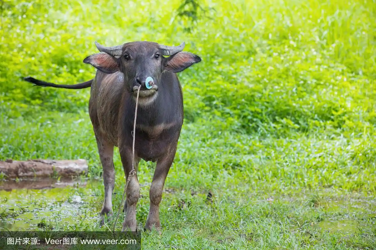 可爱的雌水牛肖像与鼻子绳绿色的背景