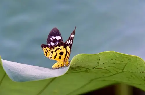 2020~一年一度的荷花盛宴—佛山顺德顺峰山公园