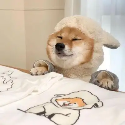 柴犬头像搞笑霸气 可爱的柴犬狗头像图片