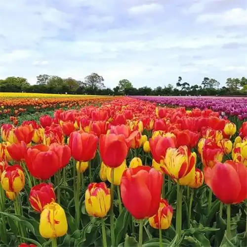 高雅美丽的郁金香花头像图片
