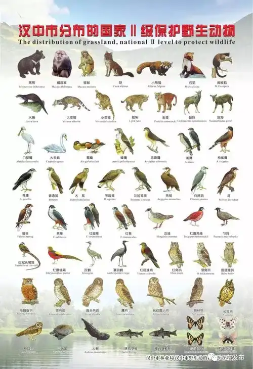 汉中野生保护动物有哪些?