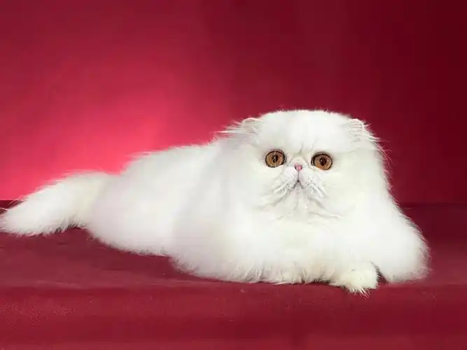 纯白波斯猫