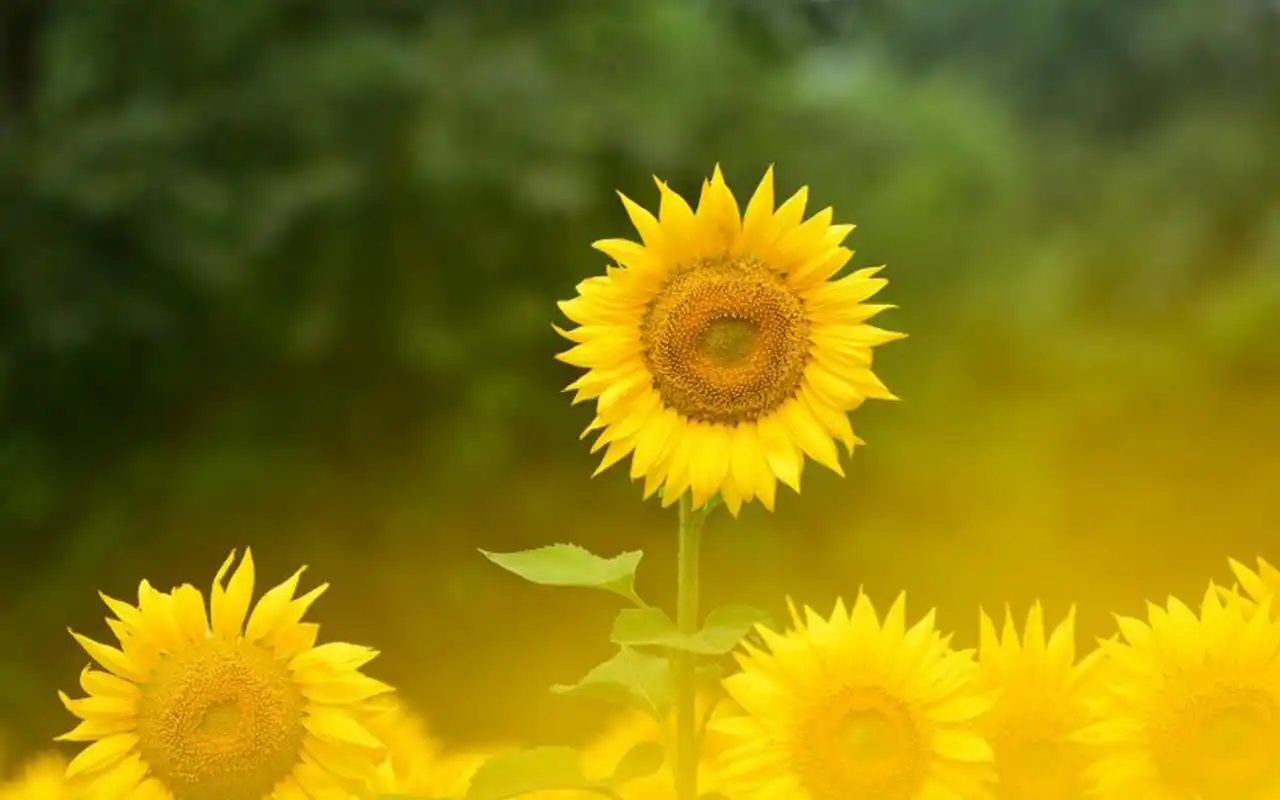 生机盎然的向日葵高清图片桌面壁纸