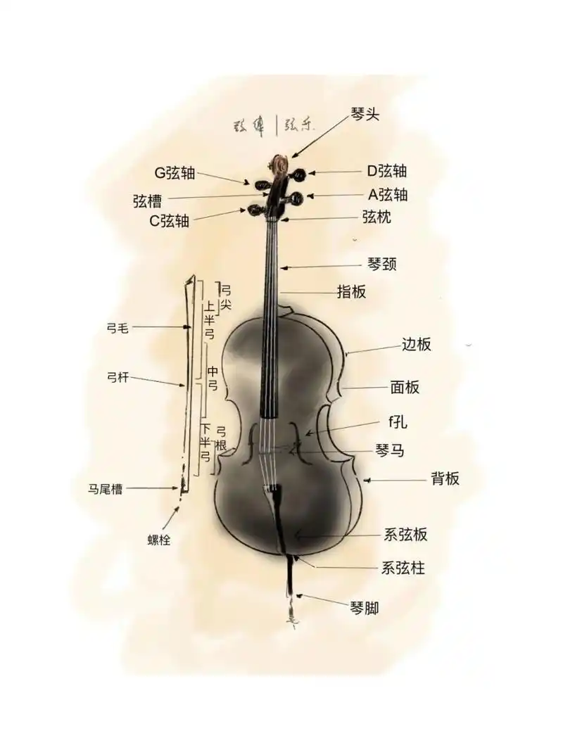 关于大提琴的构造!