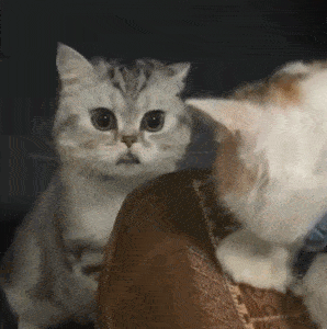 今晚dj猫打碟,大量蹦迪表情包预警.