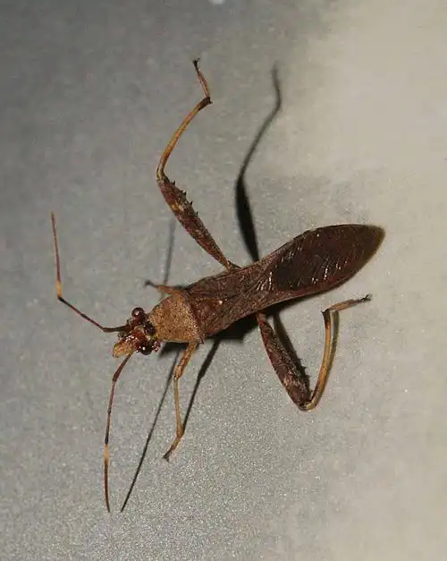 9844919" data-lemmaid="9844919">褐色 /a>,深褐色或棕褐色;体形细长