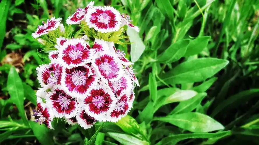 花朵(风景静态壁纸) - 静态壁纸下载 - 元气壁纸