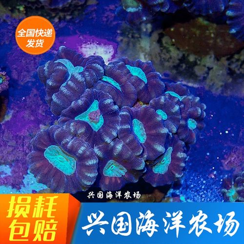 绿心分支脑 纽扣脑红花珊瑚海水鱼硬骨洋农场快递包活到家