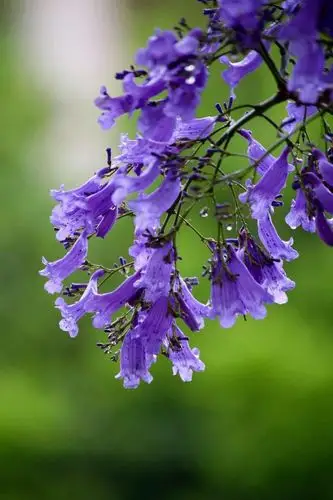 蓝花楹传递的花语: 在绝望声等待爱情. 诗