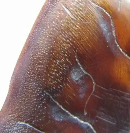 说说文玩的一红二黑三白之"黑":犀牛角