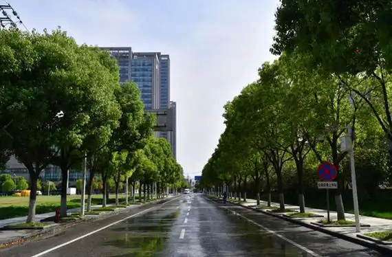 行道树有哪些树种常见行道树树种大全