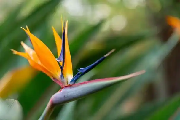 天堂鸟怎么养才能养得漂亮