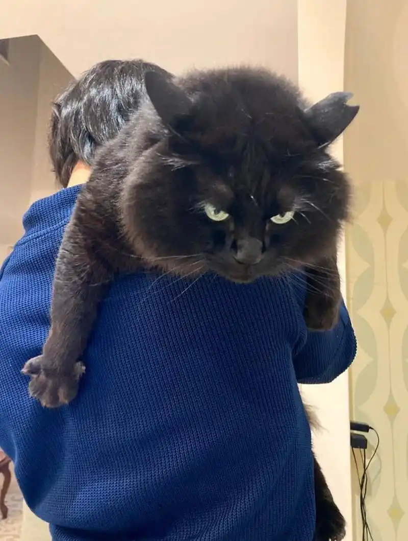 日本推主家养了一只黑色公猫「mon」,年纪大约7岁,它独特的冷酷脸蛋配