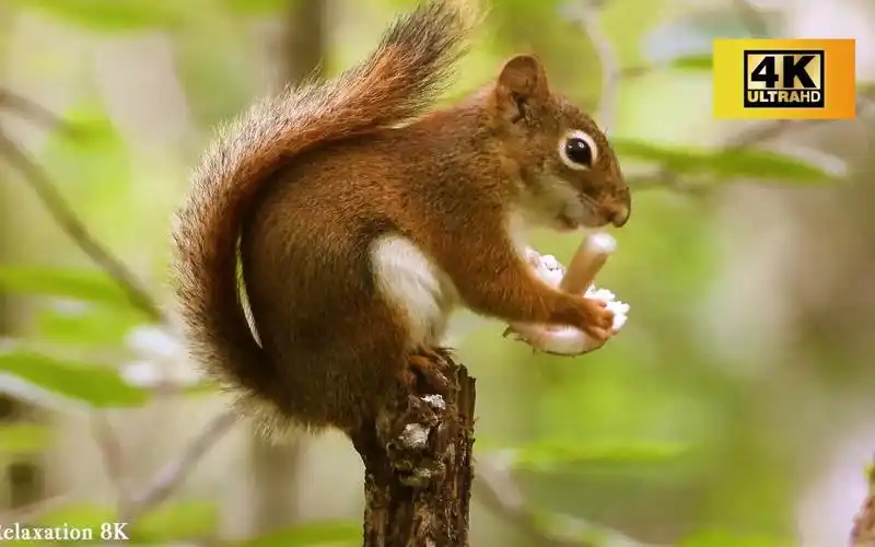 可爱的动物们,超清治愈系视频欣赏