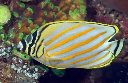 物种图册-华丽蝴蝶鱼