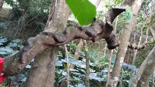 此树叫"过江龙"