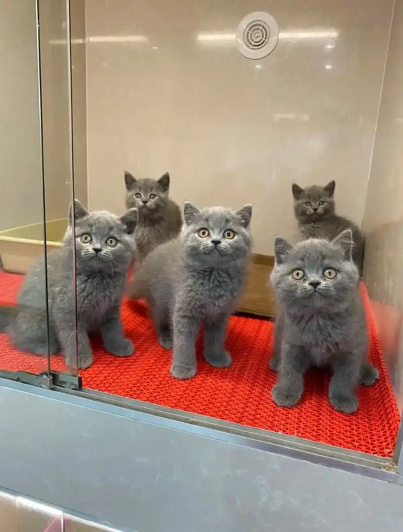纯种英短蓝猫急售 南京正规猫舍 同城 - 抖音