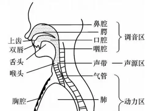 如何说话让嗓音好听