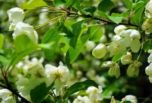 竹溪营盘山惊现万亩高山野生海棠林美爆了必看