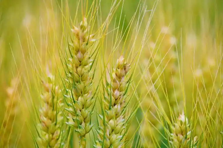 成熟的麦穗原创拍摄