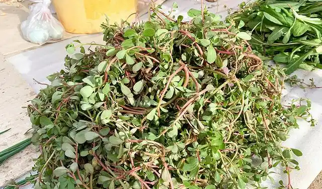 农村1种"瓜子菜",是润肺明目"特效药",3元一斤,别错过