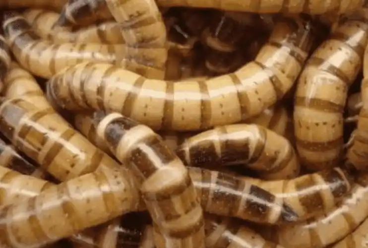 大麦虫和面包虫的区别