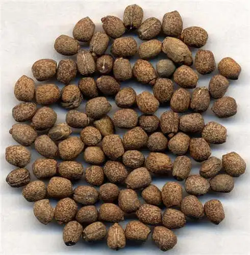 【千金子】_图片_原态_成品_简介_别名_中药大全 - 大众养生网